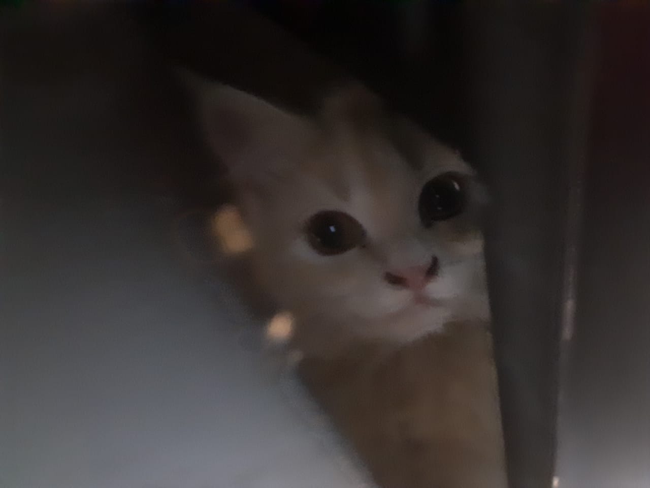 Pet image – gallery view